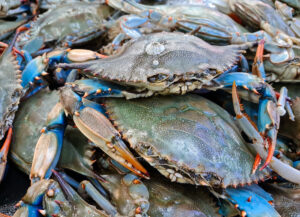 2024 Blue Crab Festival Info. Coastal Carolina Festival happening summer 2024 near me